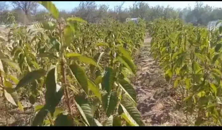 نهال گیلاس تکدانه رو پایه آلبالو بومی|خدمات باغبانی و درختکاری|تسوج, |دیوار