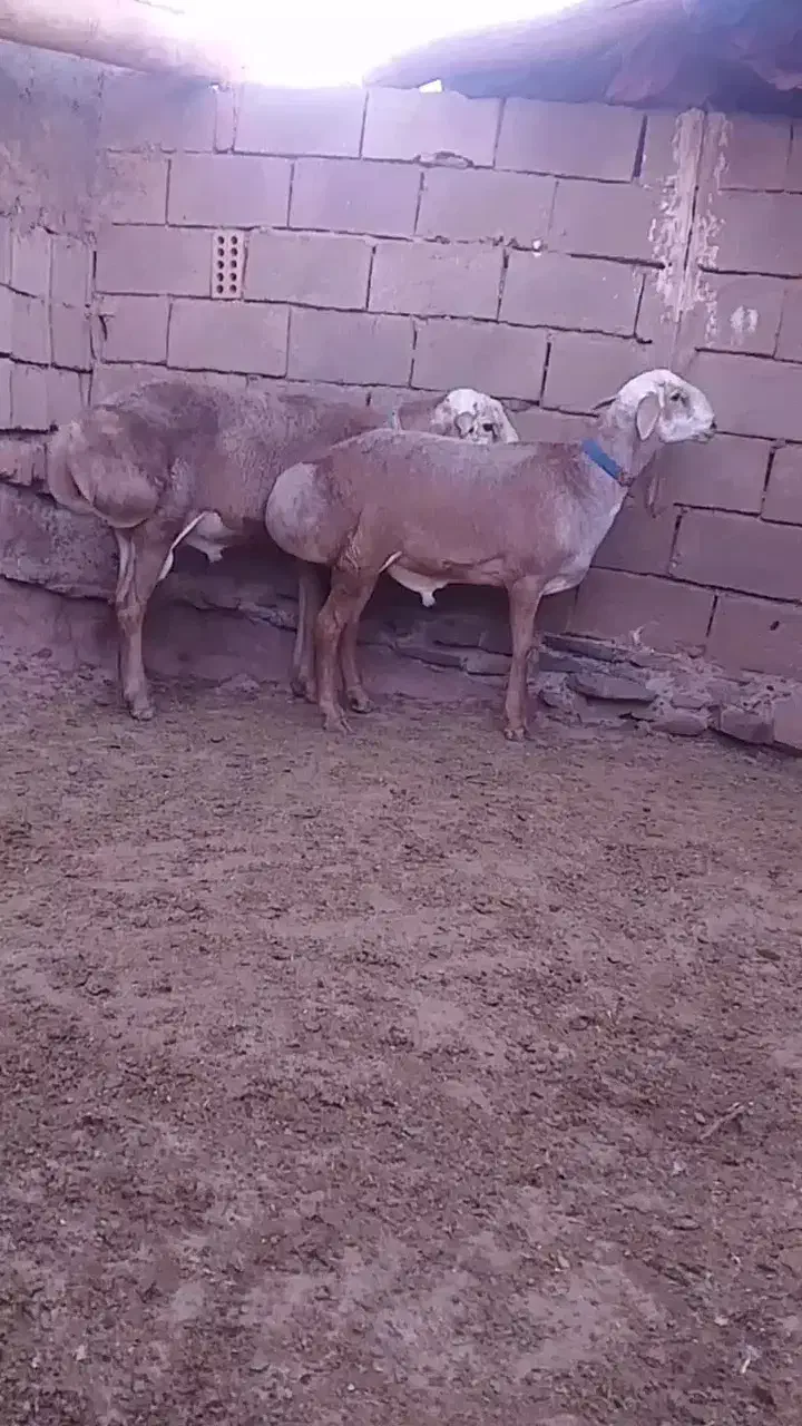 بره قوچ چینی|حیوانات مزرعه|شهرآباد, |دیوار