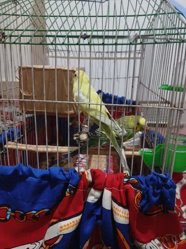 دوعدد مرغ عشق نر جوان مست|پرنده|اندیمشک, |دیوار