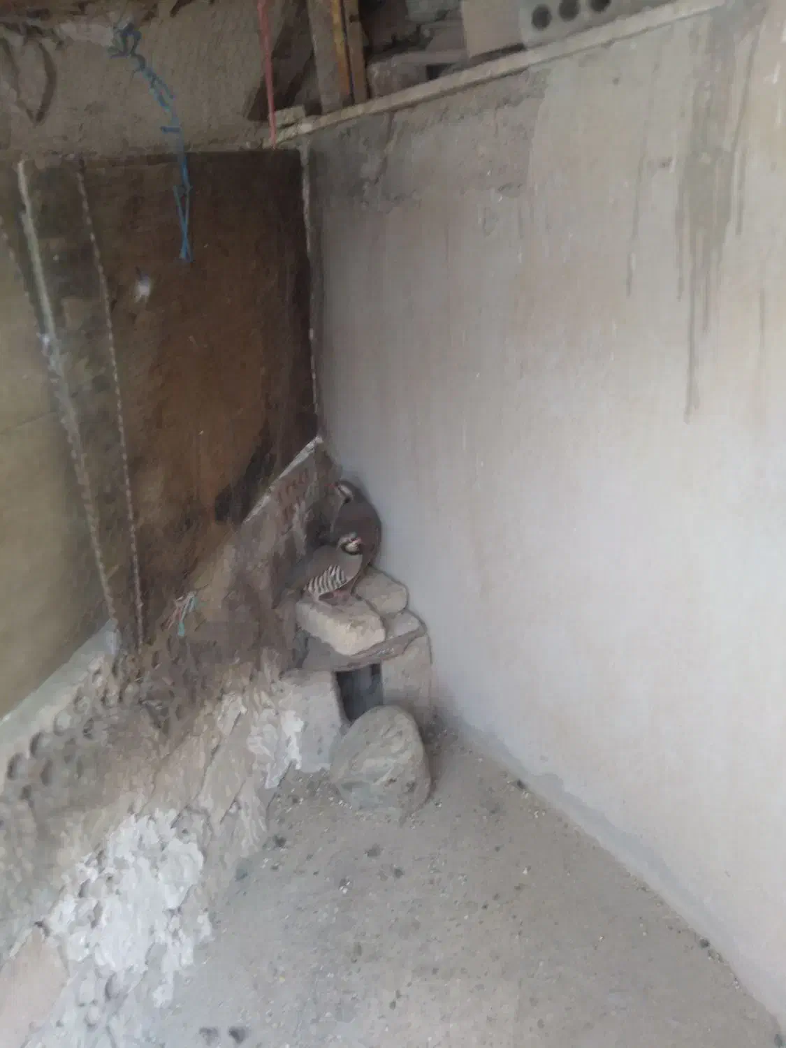 پرنده کوهی|پرنده|ری, شهید بهشتی|دیوار