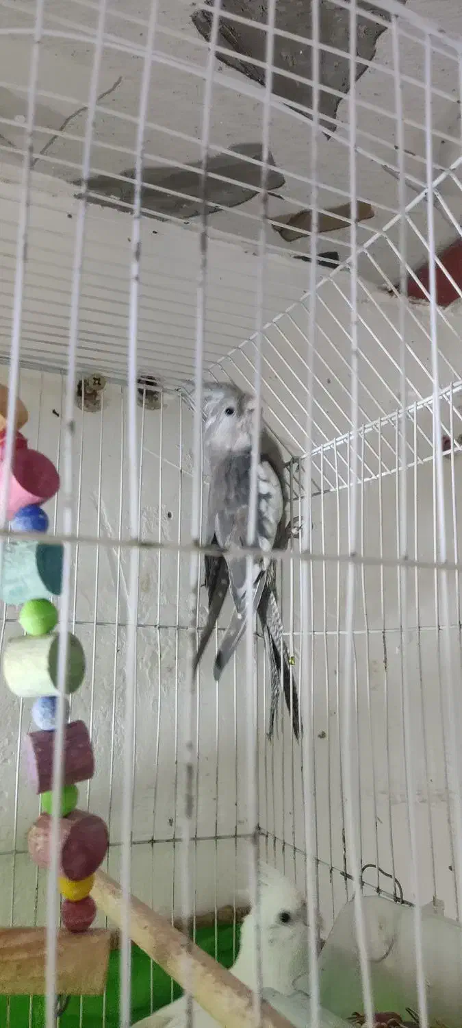 عروس هلندی جوجه|پرنده|بند زرک, |دیوار