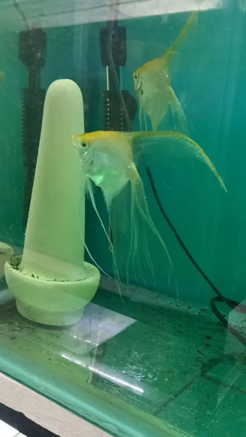 آنجل صدفی مولد|ماهی|تبریز, |دیوار