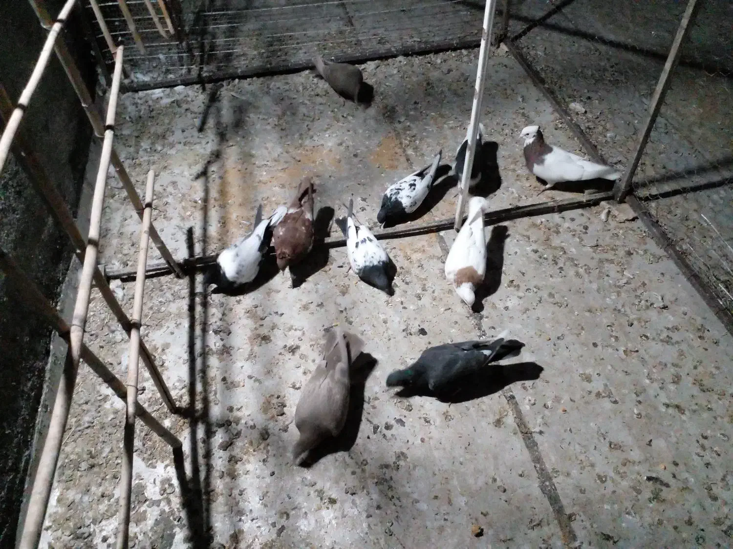 سلام کنورپرش|پرنده|تاکستان, |دیوار