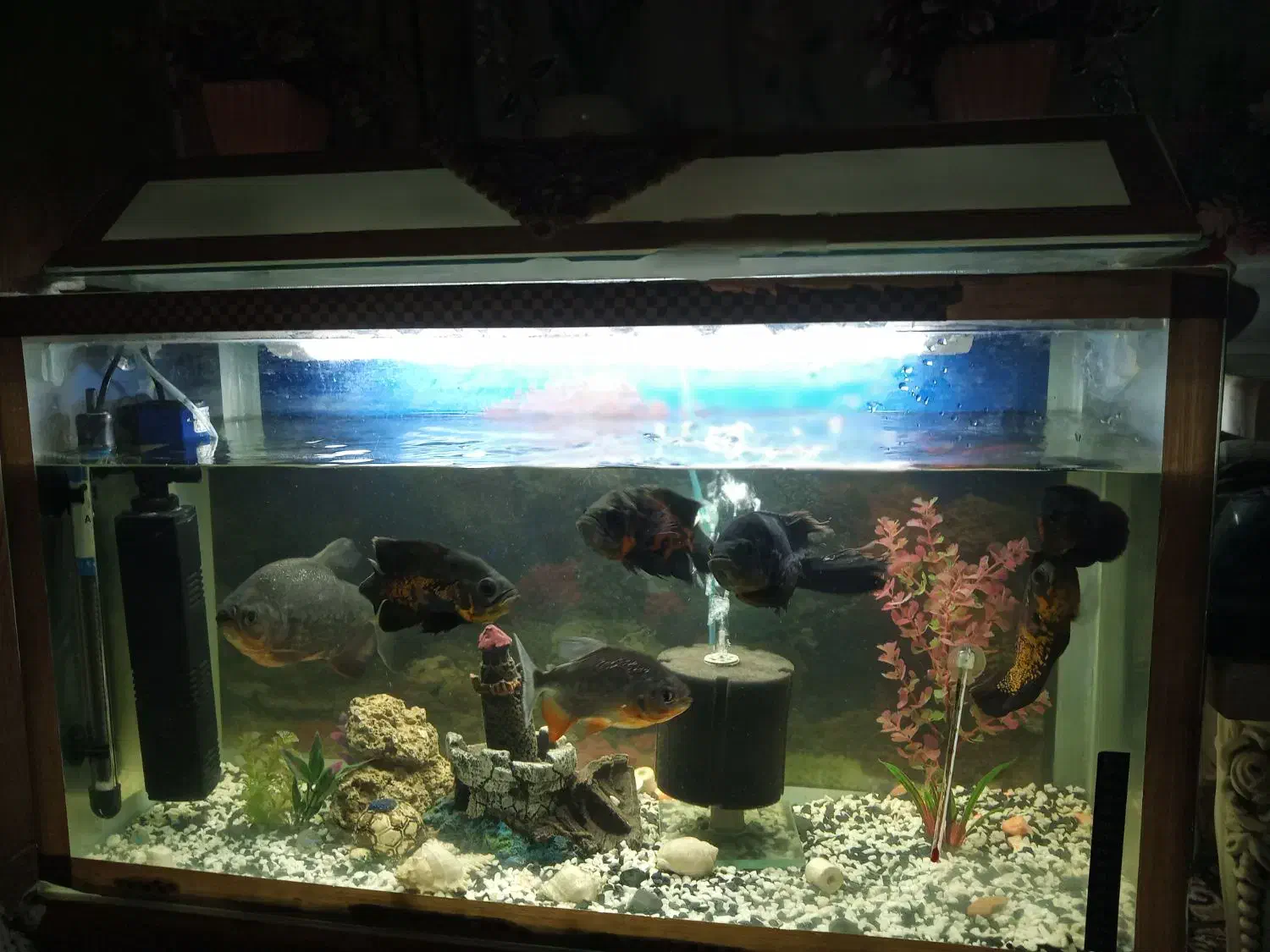 آکوریم با تمام وسایل|ماهی|زابل, |دیوار