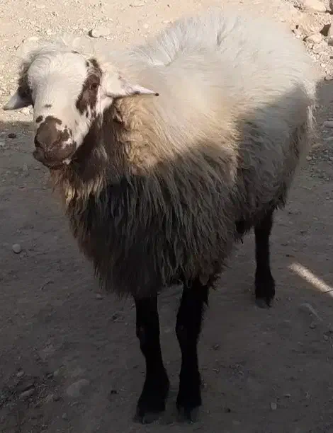 بره قوچ همو|حیوانات مزرعه|شیروان (خراسان), |دیوار