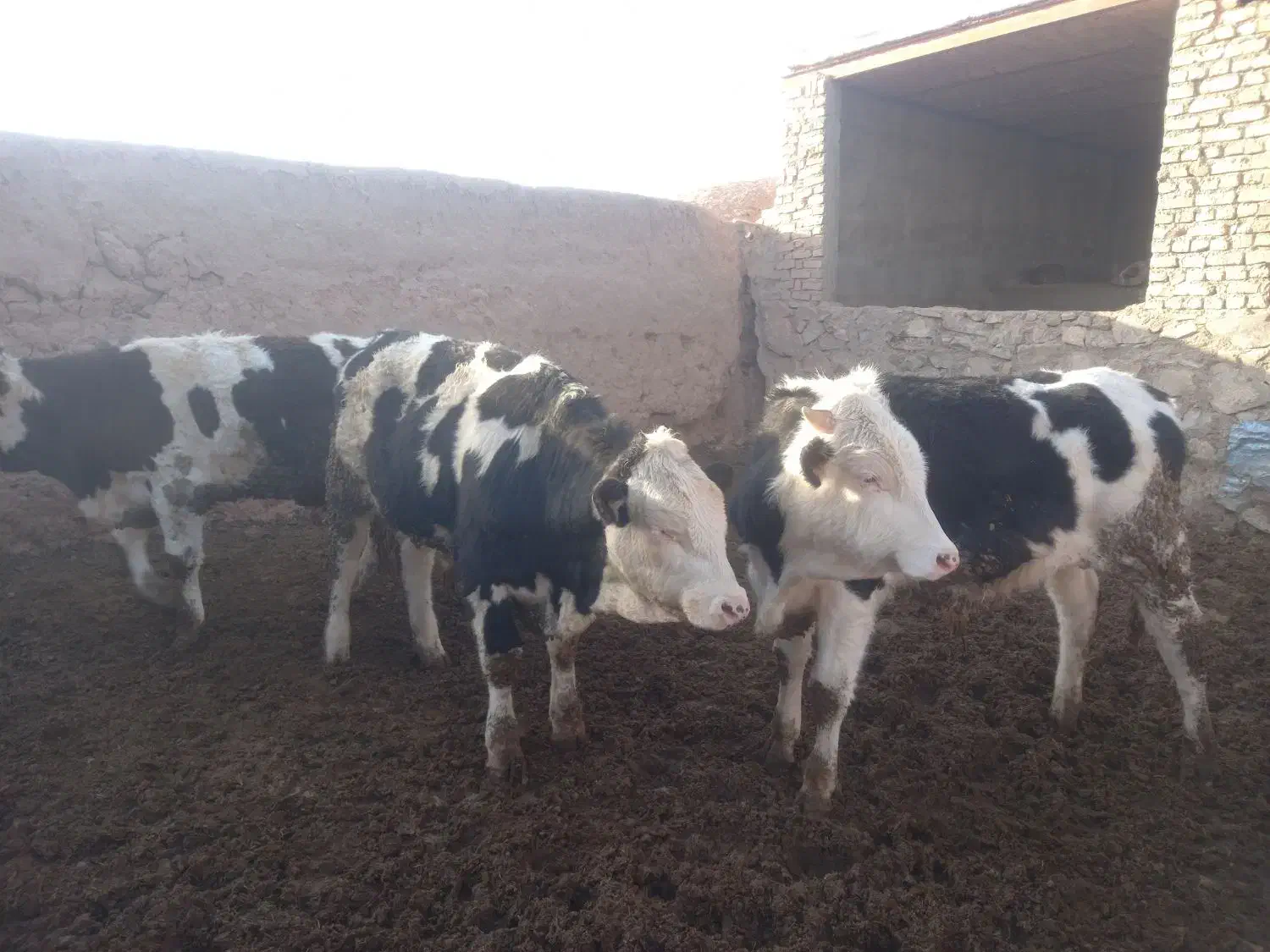 جوانه نر|حیوانات مزرعه|فیروزه, |دیوار