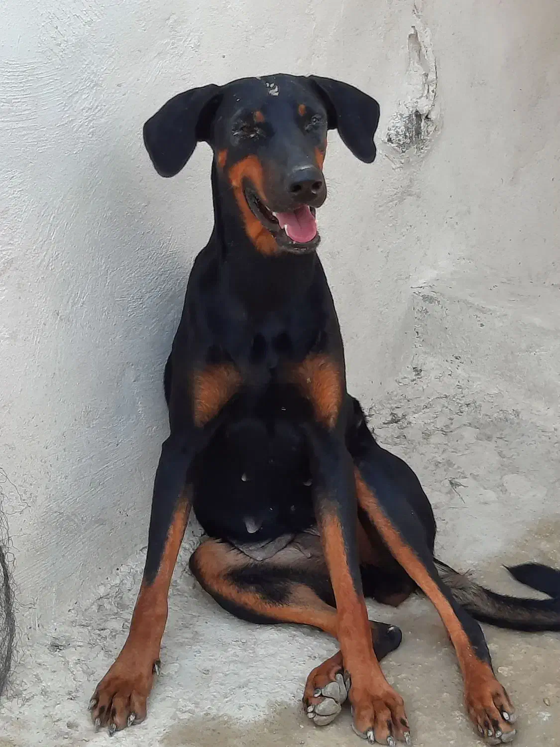 سگ دوبرمن|سگ|بوشهر, |دیوار