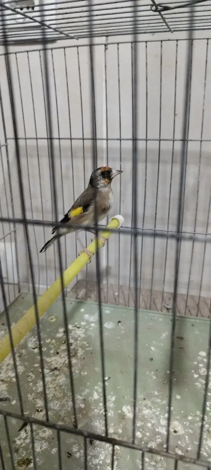 سهره نر|پرنده|فولادشهر, مسکن مهر فولادشهر|دیوار