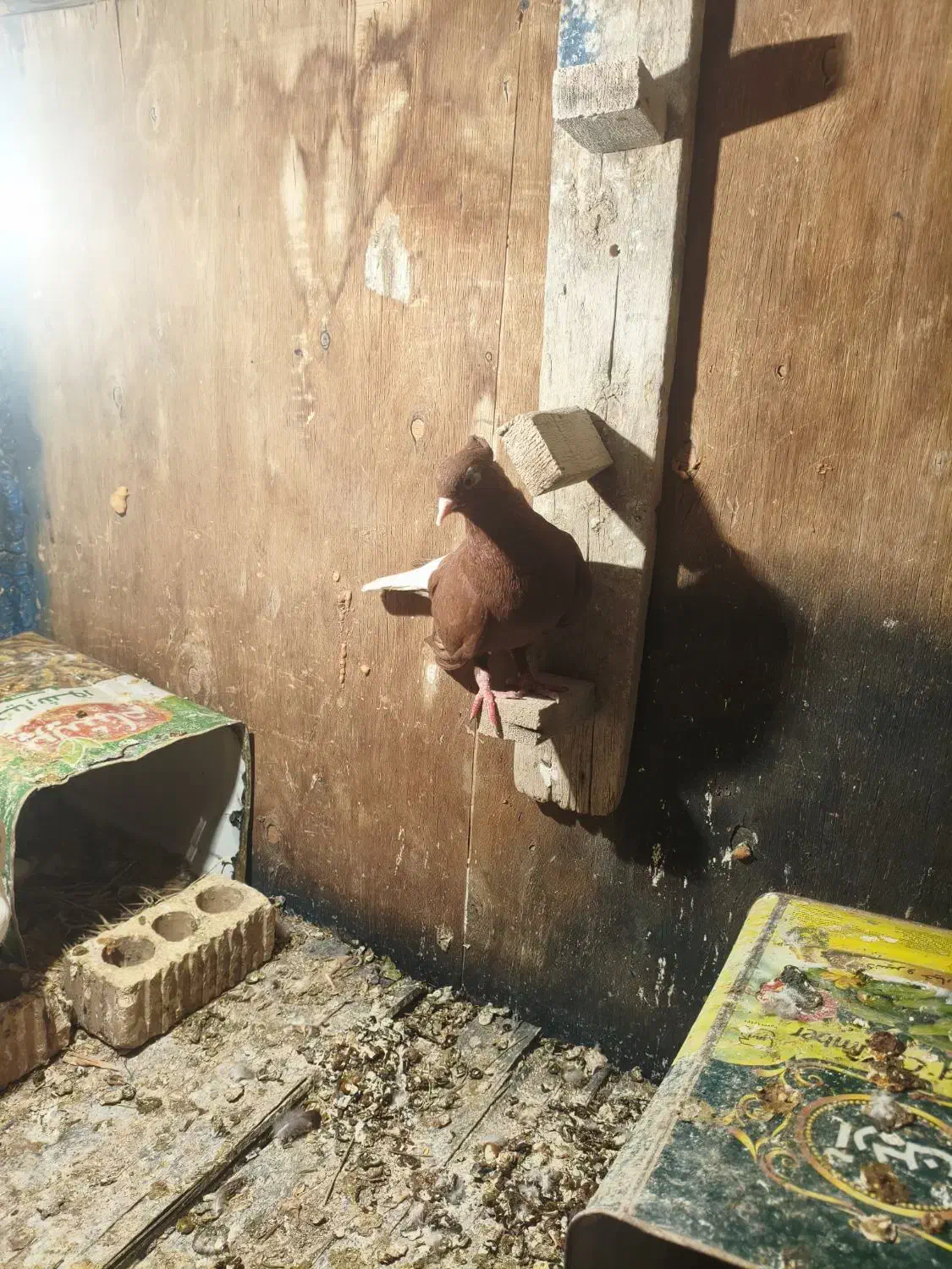 سرخ دم سفید|پرنده|پاسارگاد, |دیوار