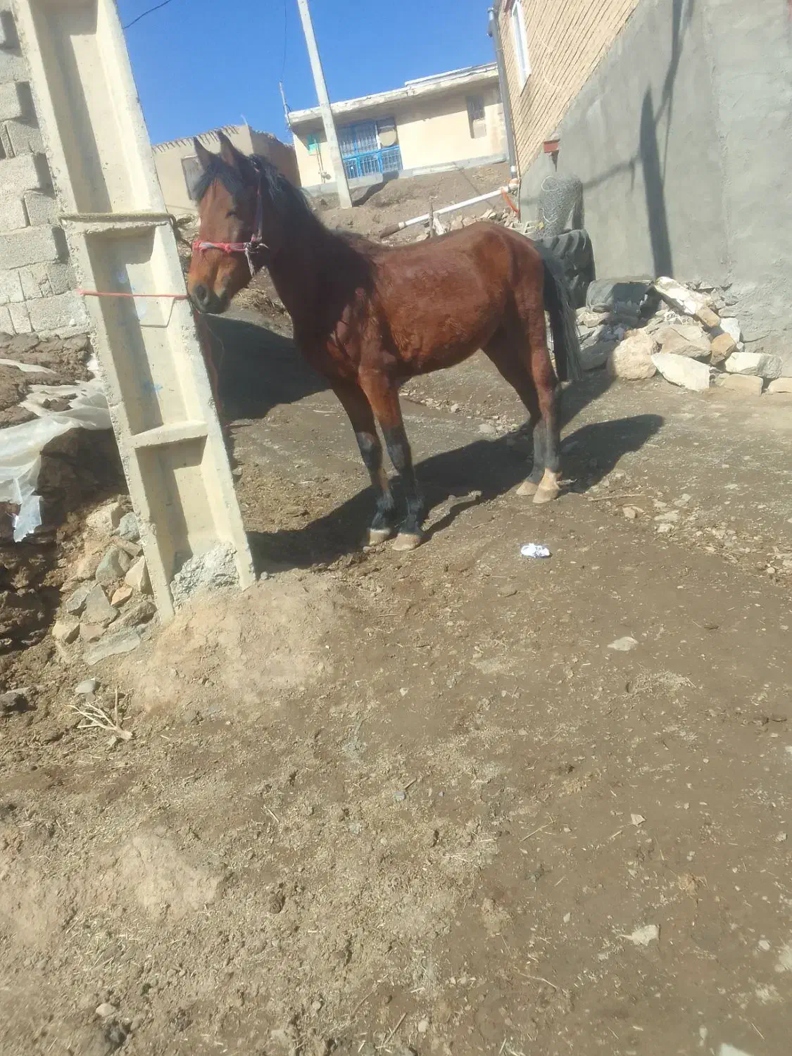 اسب|اسب و تجهیزات اسب‌سواری|سنندج, |دیوار