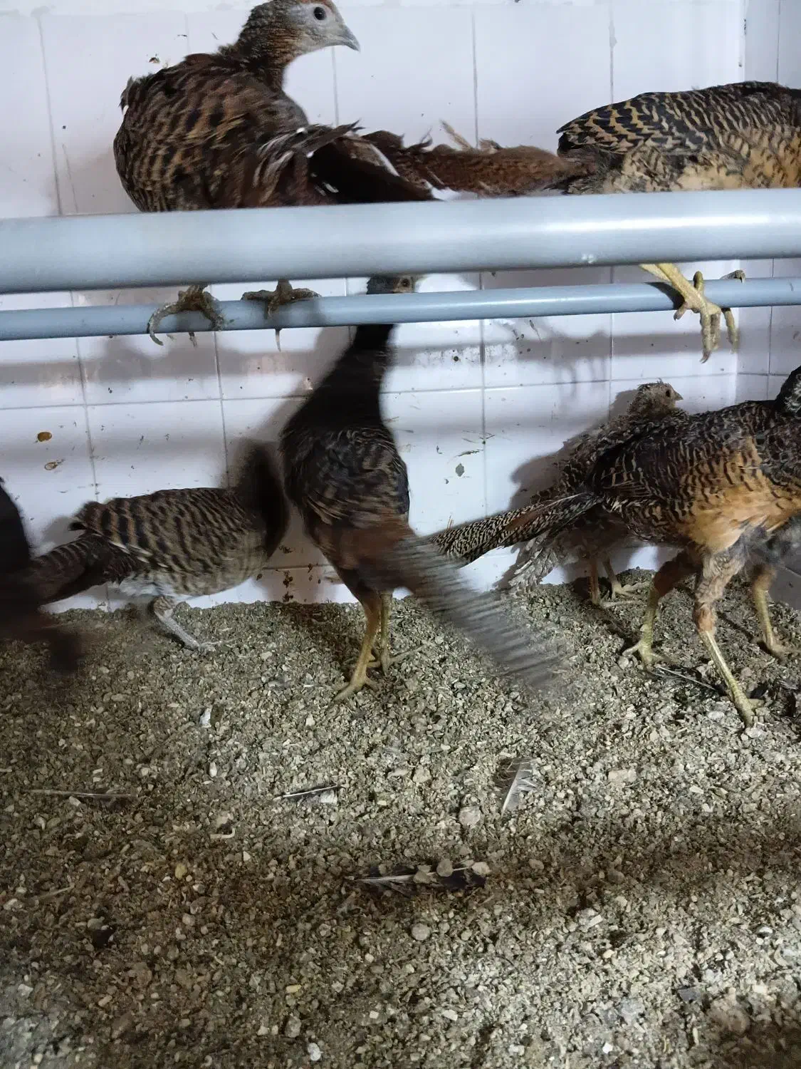 نیمچه مرغ و خروس زینتی بلژیکی و لیدی|حیوانات مزرعه|تبریز, |دیوار