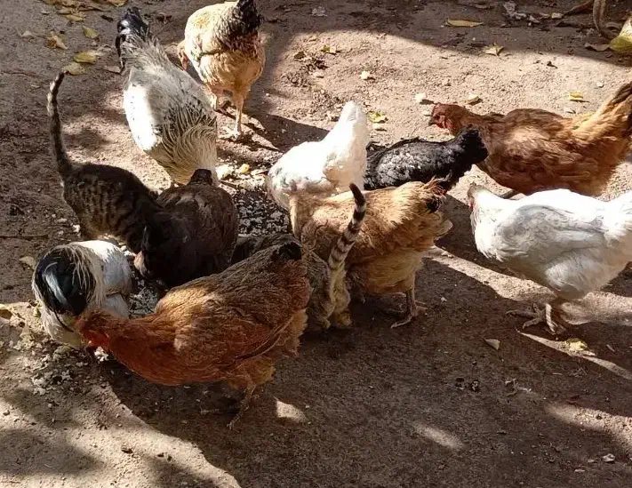 مرغ وخروس محلی|حیوانات مزرعه|بیرانوند, |دیوار