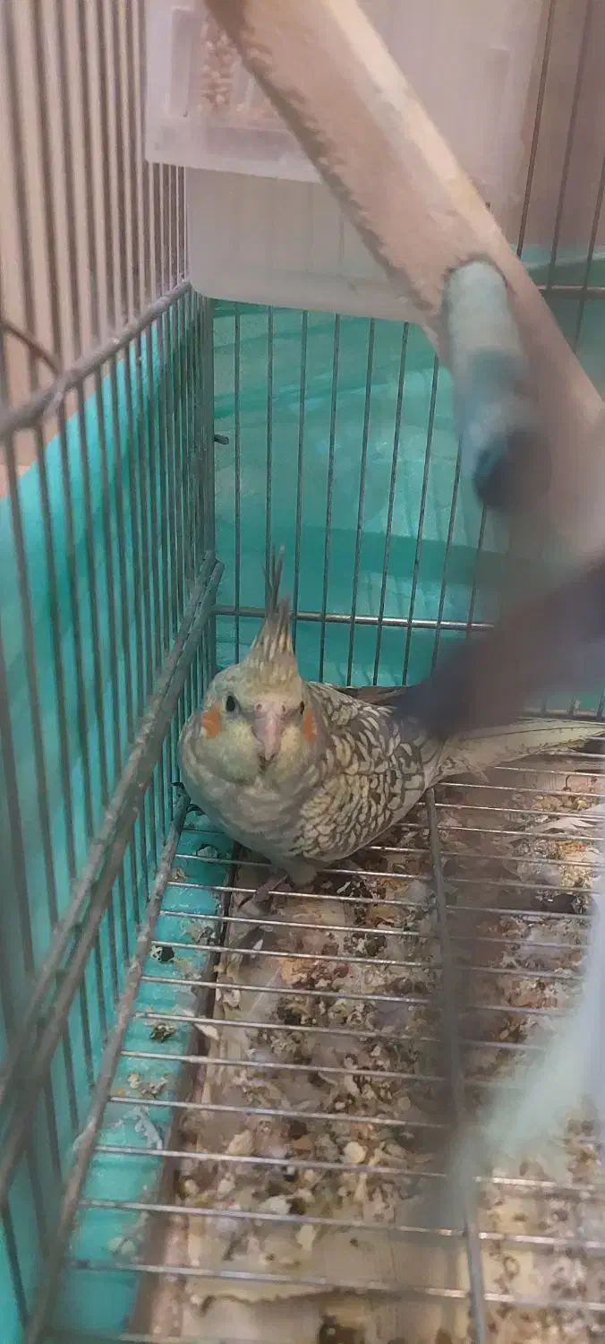 عروس هلندی|پرنده|فرخ‌شهر, |دیوار