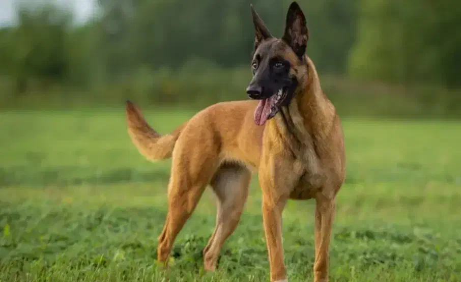 بلژین مالینویز اورجینال ماده ۱۱ ماهه شناسنامه دار|سگ|آمل, |دیوار