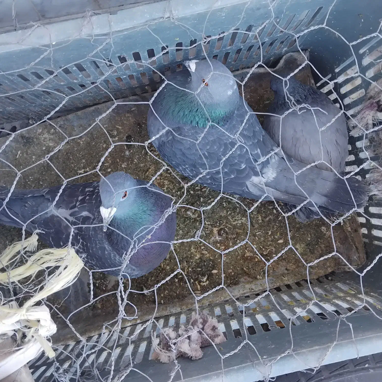 دوعدد کبوتر|پرنده|مشگین شهر, |دیوار