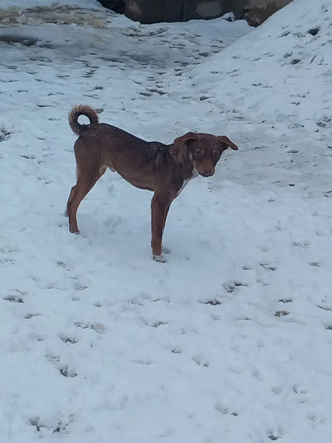 پاکوتا|سگ|بناب, |دیوار