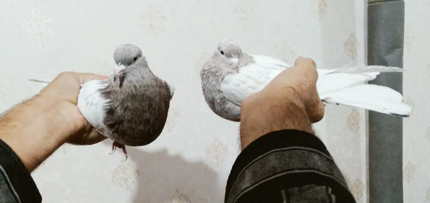 کفتر|پرنده|زرند, |دیوار