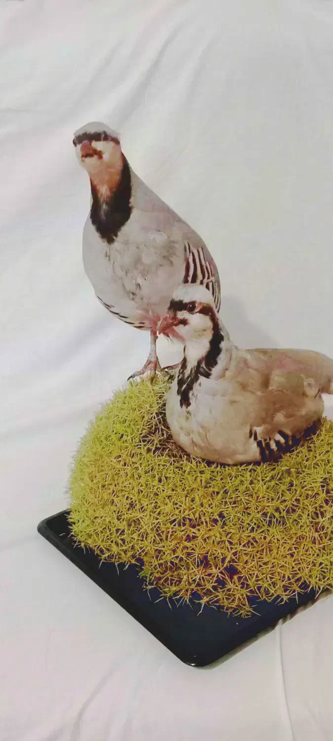 مجسمه|مجسمه، تندیس، ماکت|بن, |دیوار