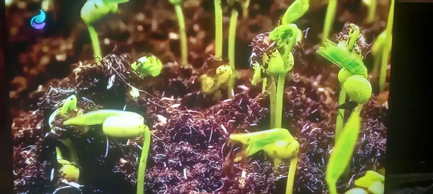 تلویزیون سامسونگ ۵۰اینج فورکیu8000|تلویزیون و پروژکتور|آزادشهر, |دیوار