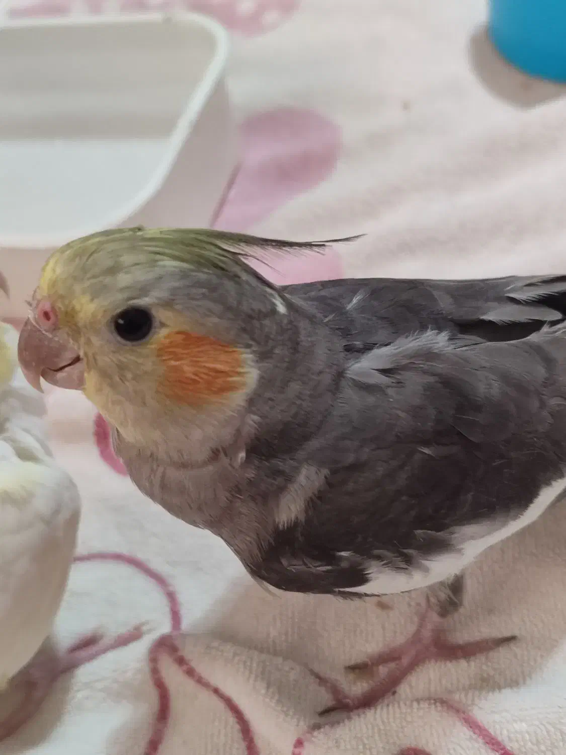 عروس هلندی|پرنده|رشت, کوی مهر|دیوار