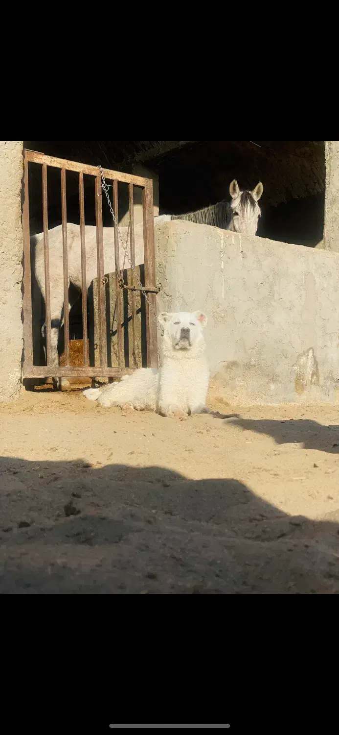 توله آلابای روسی|سگ|کاشان, استرک|دیوار