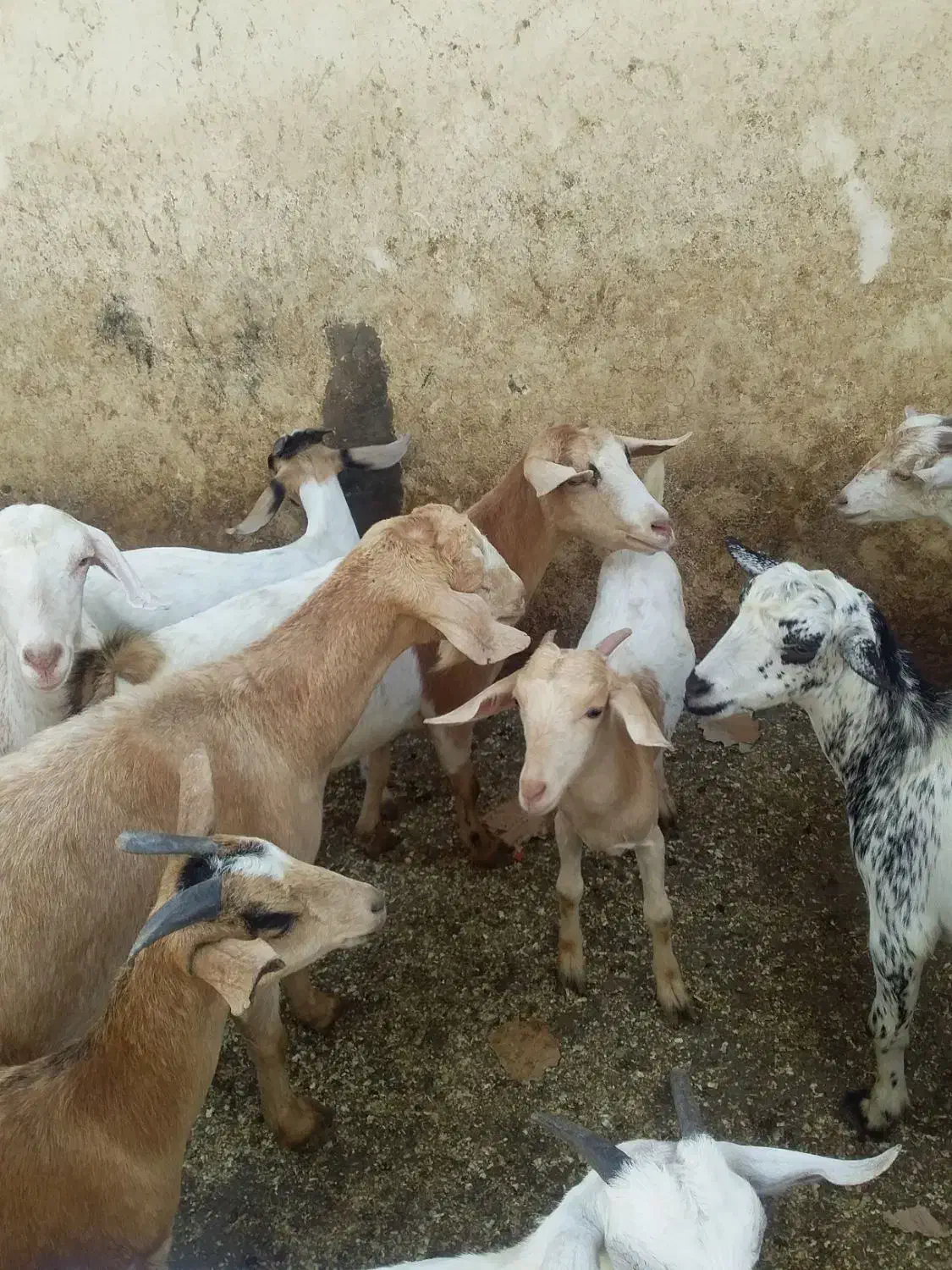 کهر|حیوانات مزرعه|کیش, |دیوار