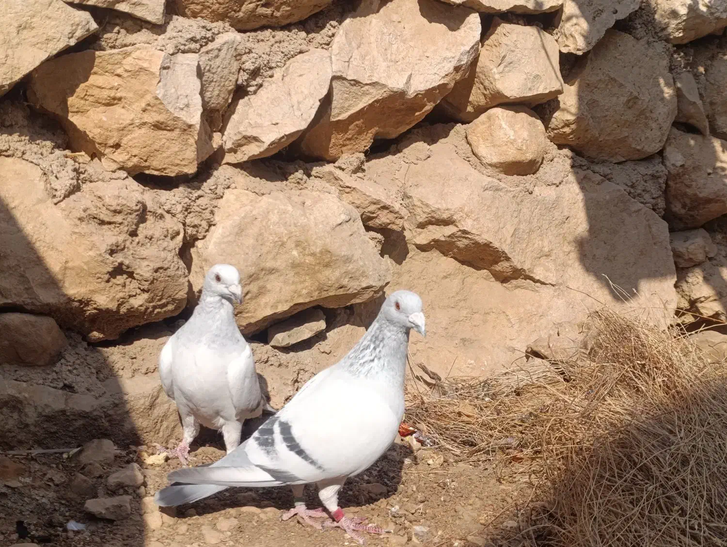 کبوتر موریس خرید و فروش|پرنده|کازرون, |دیوار