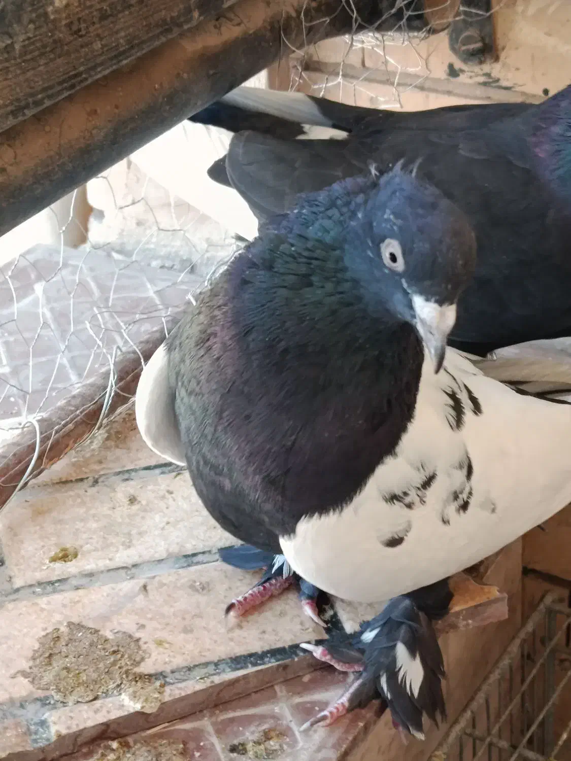 کفتر سینه ای|پرنده|کرمان, |دیوار