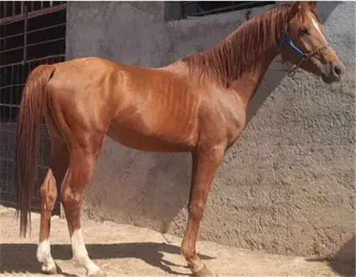 فروش دو اسب باری جوان|اسب و تجهیزات اسب‌سواری|سرشیو, |دیوار