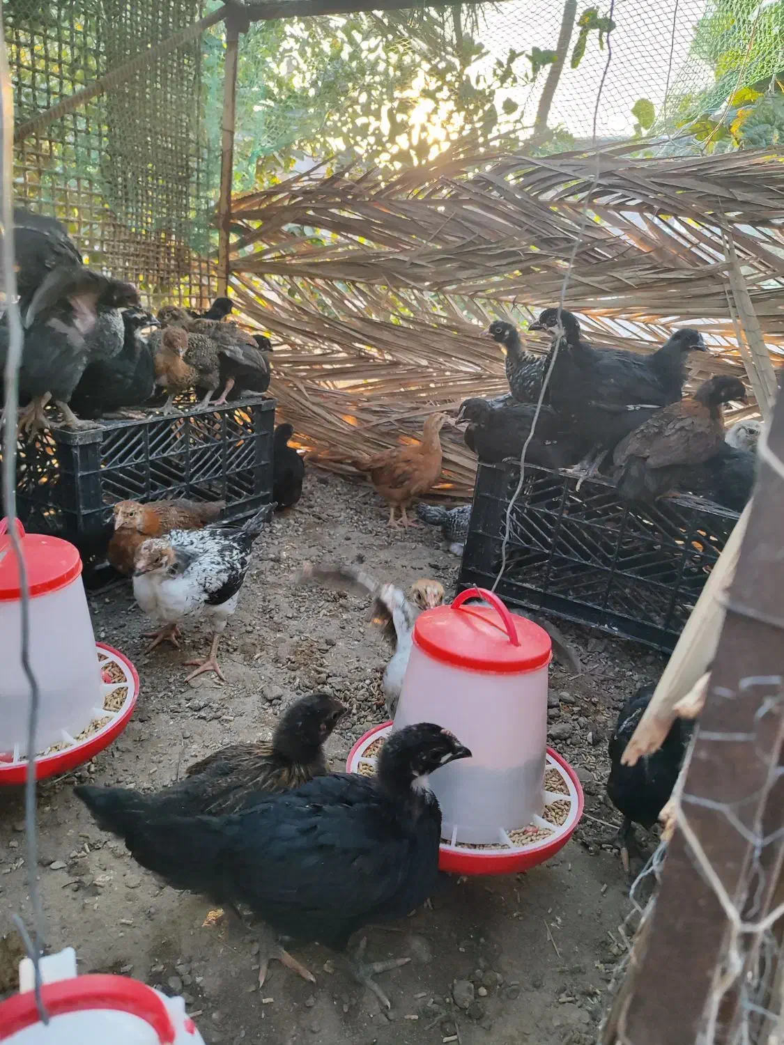 مرغ|حیوانات مزرعه|شمیل, |دیوار