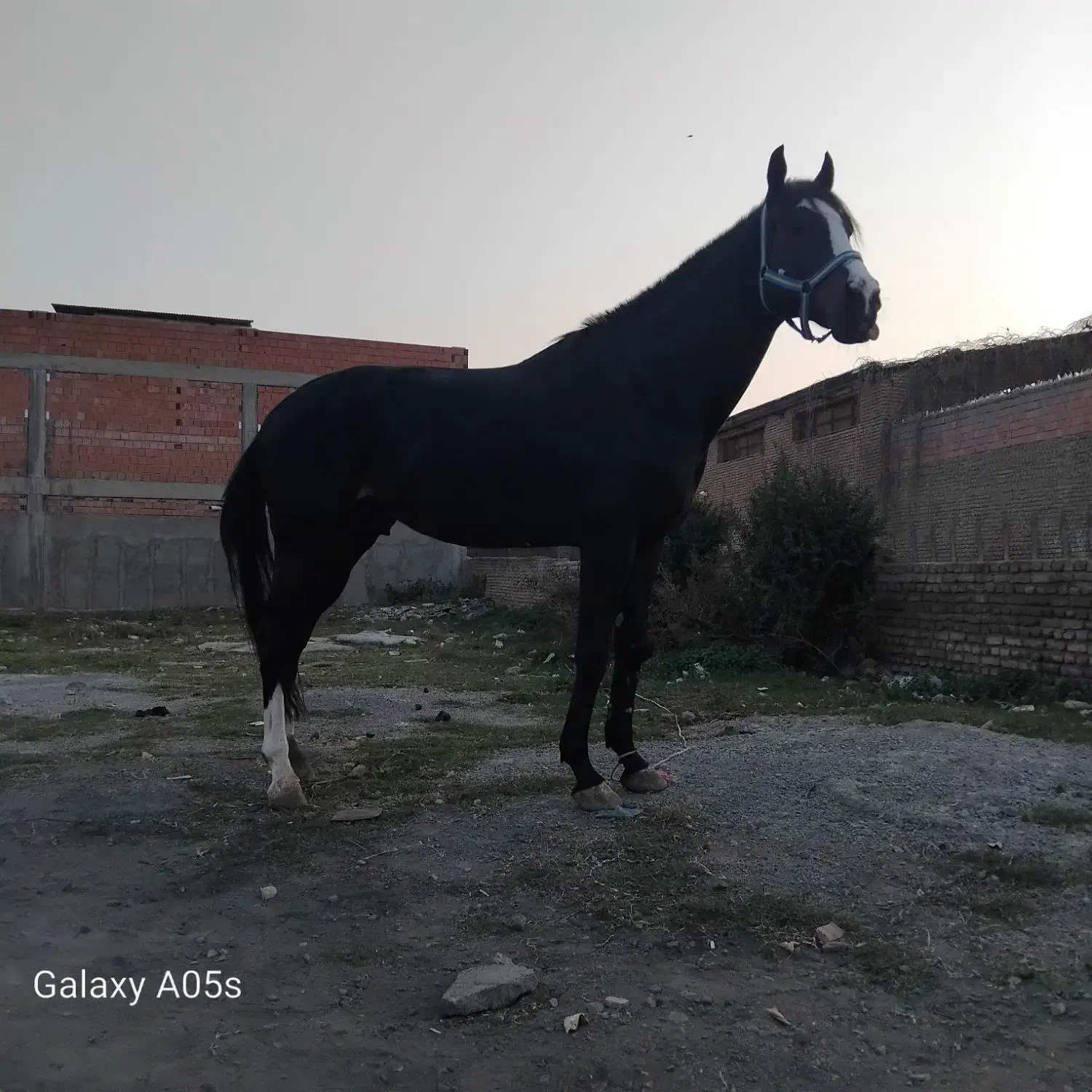 اسب تروبرد وارداتی|اسب و تجهیزات اسب‌سواری|گرگان, |دیوار