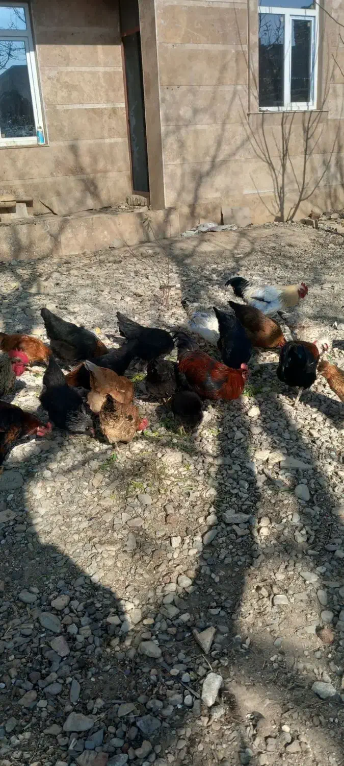 مرغ و خروس|حیوانات مزرعه|ملایر, |دیوار