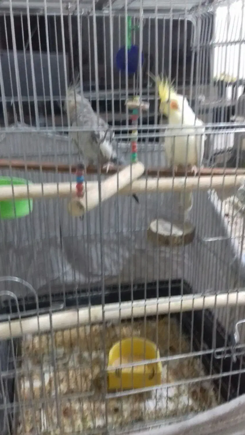 عروس هلندی 2 میلیون|پرنده|سپیدار, |دیوار