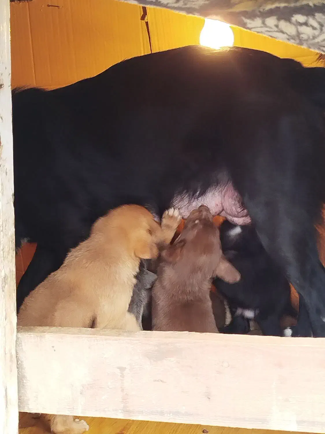 سگ واگذاری رایگان|سگ|رشت, پاستوریزه|دیوار