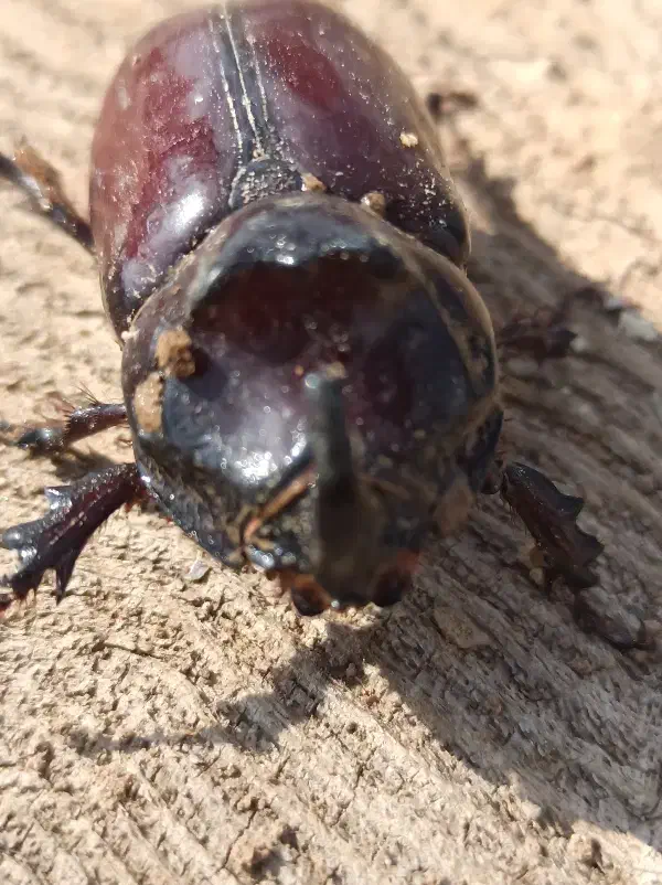 سوسک کرگدنی|پرنده|اسفیچ, |دیوار