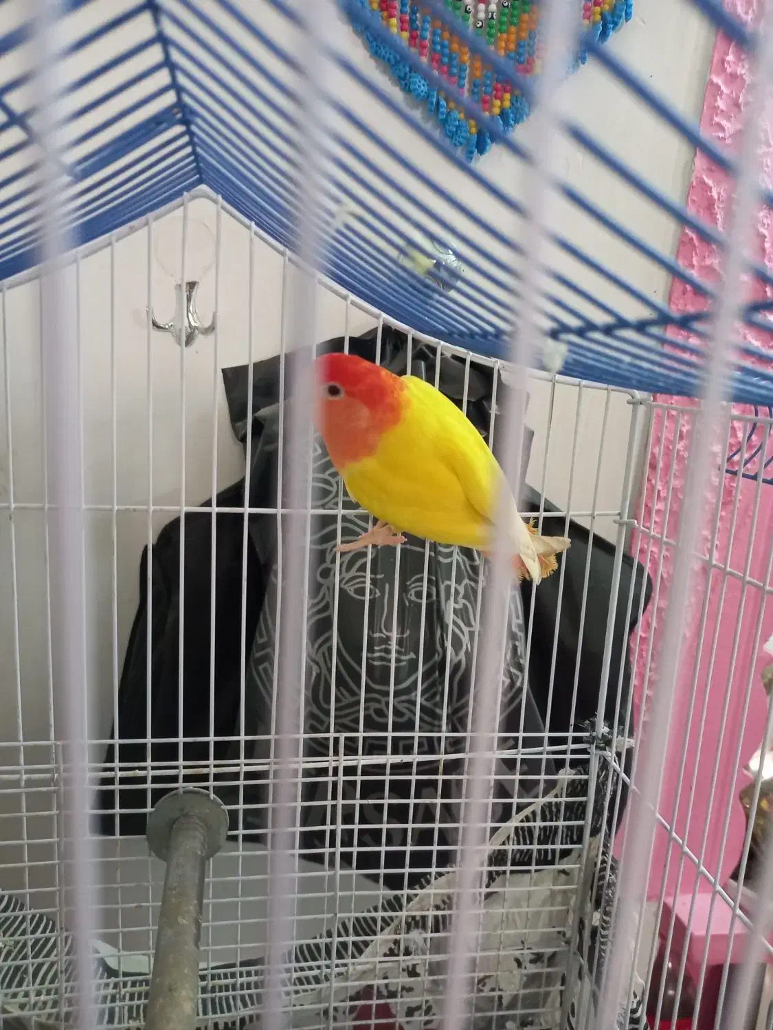 پرنده|پرنده|یزد, |دیوار