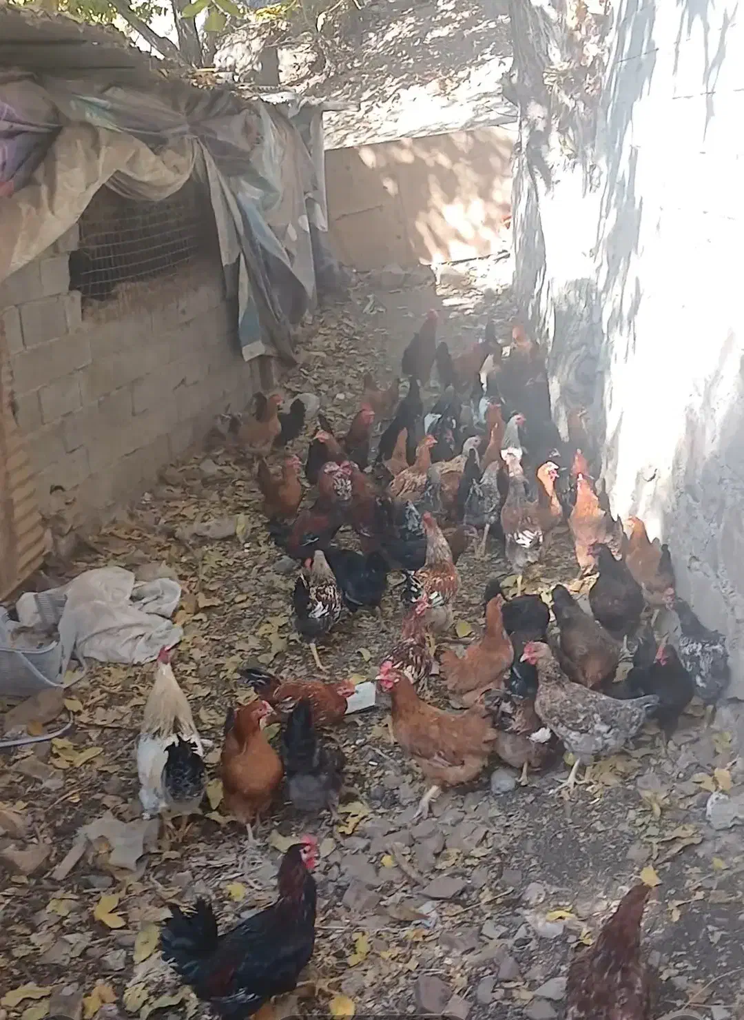 ۱۱۵ عدد مرغ و خروس رسمی درجه ۱|حیوانات مزرعه|فشم, |دیوار