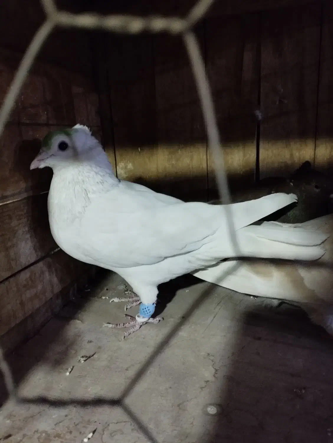 کفتر پلاکی و دمسفید|پرنده|قم, باغ کرباسی|دیوار