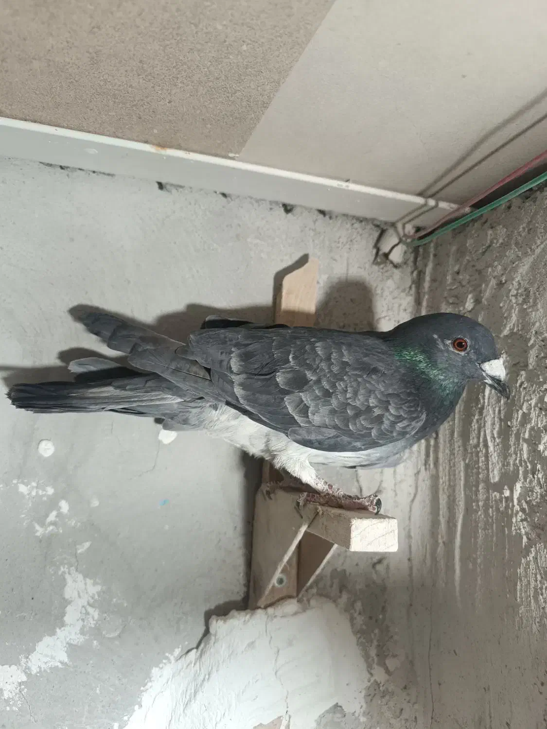 کبوتر|پرنده|آباده, |دیوار