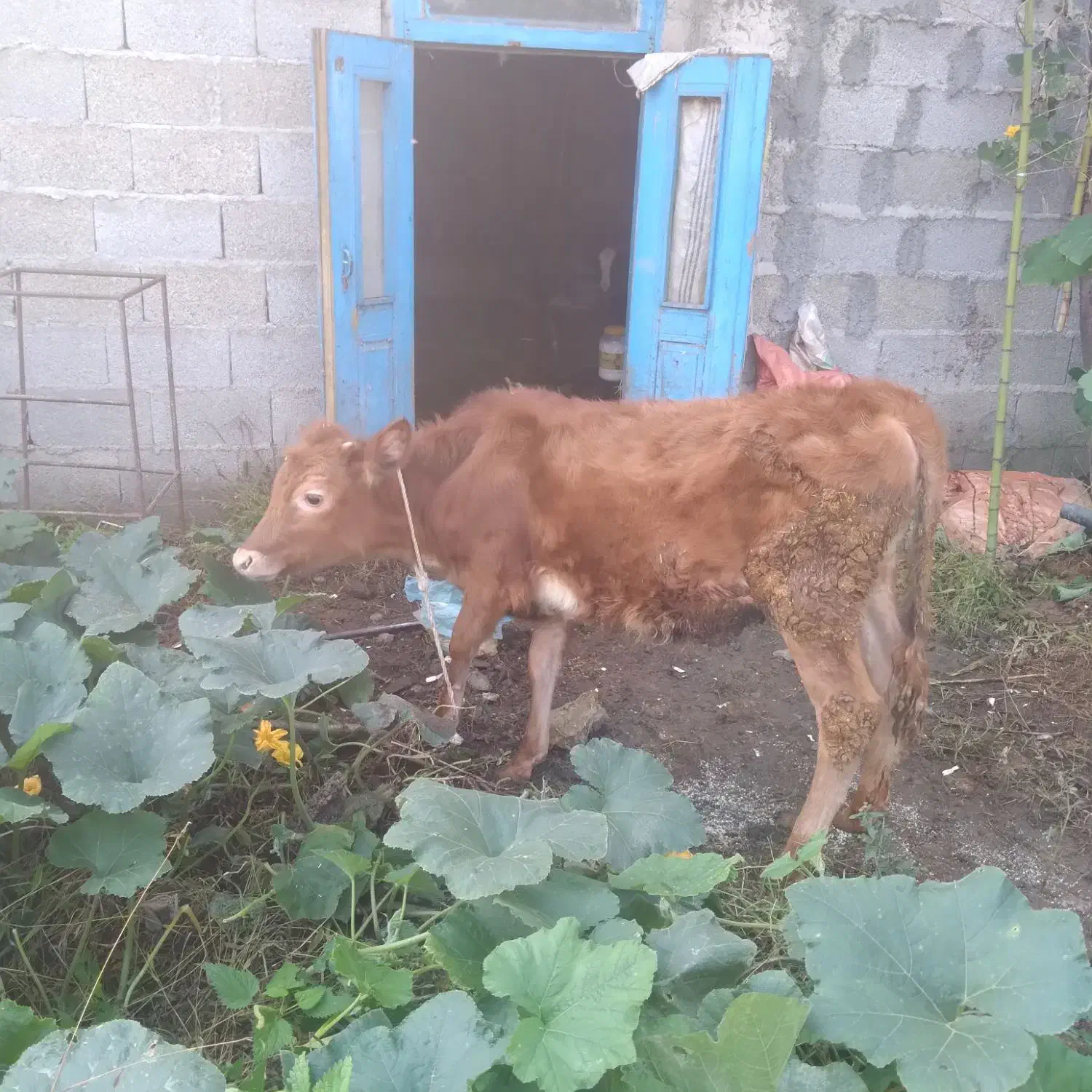 ۳تاگوساله دورگ جرسی وچالوسی|حیوانات مزرعه|احمدسرگوراب, |دیوار