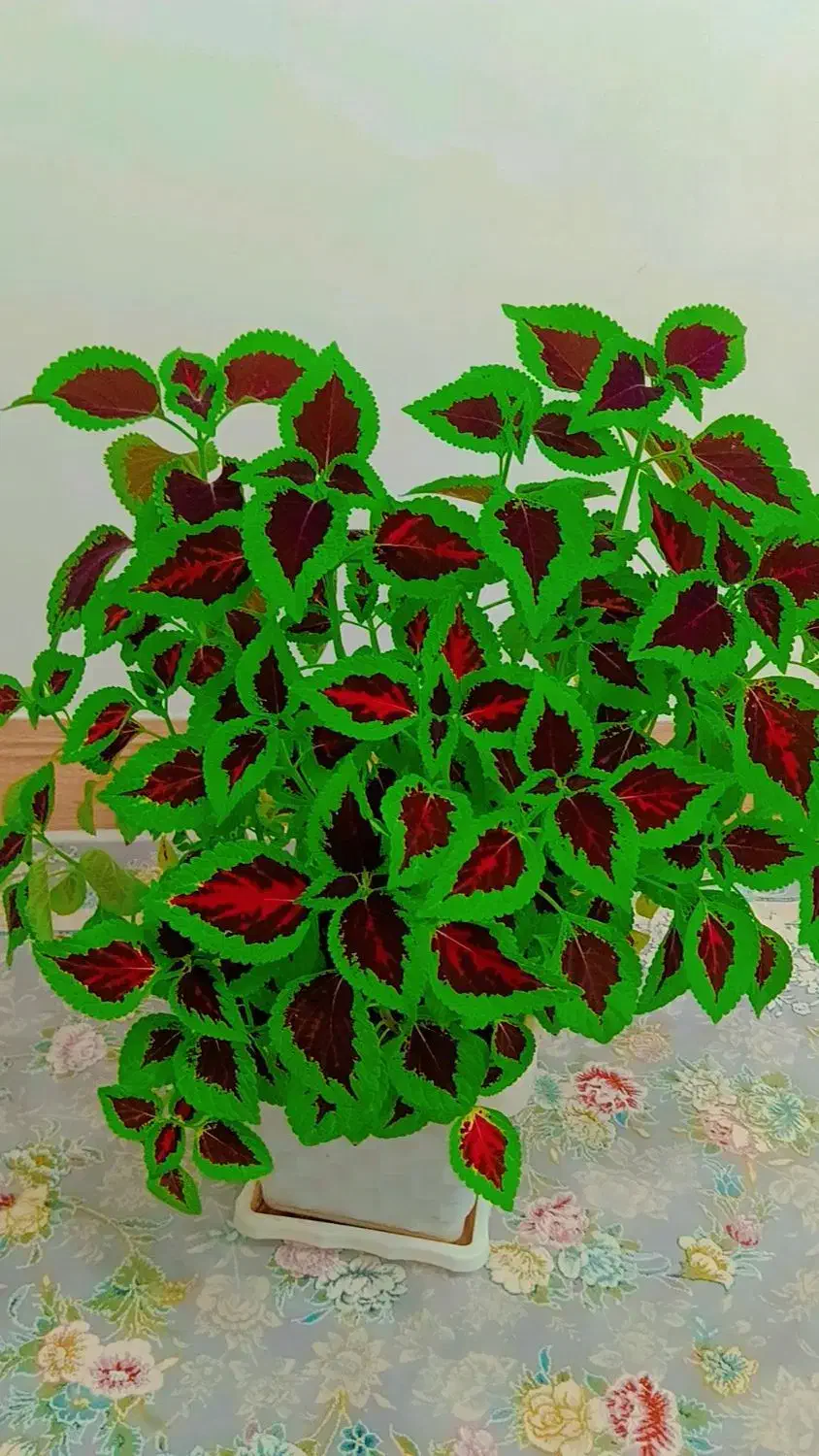 فروش گل طبیعی سالم وسرحال|گل و گیاه طبیعی|بوکان, |دیوار