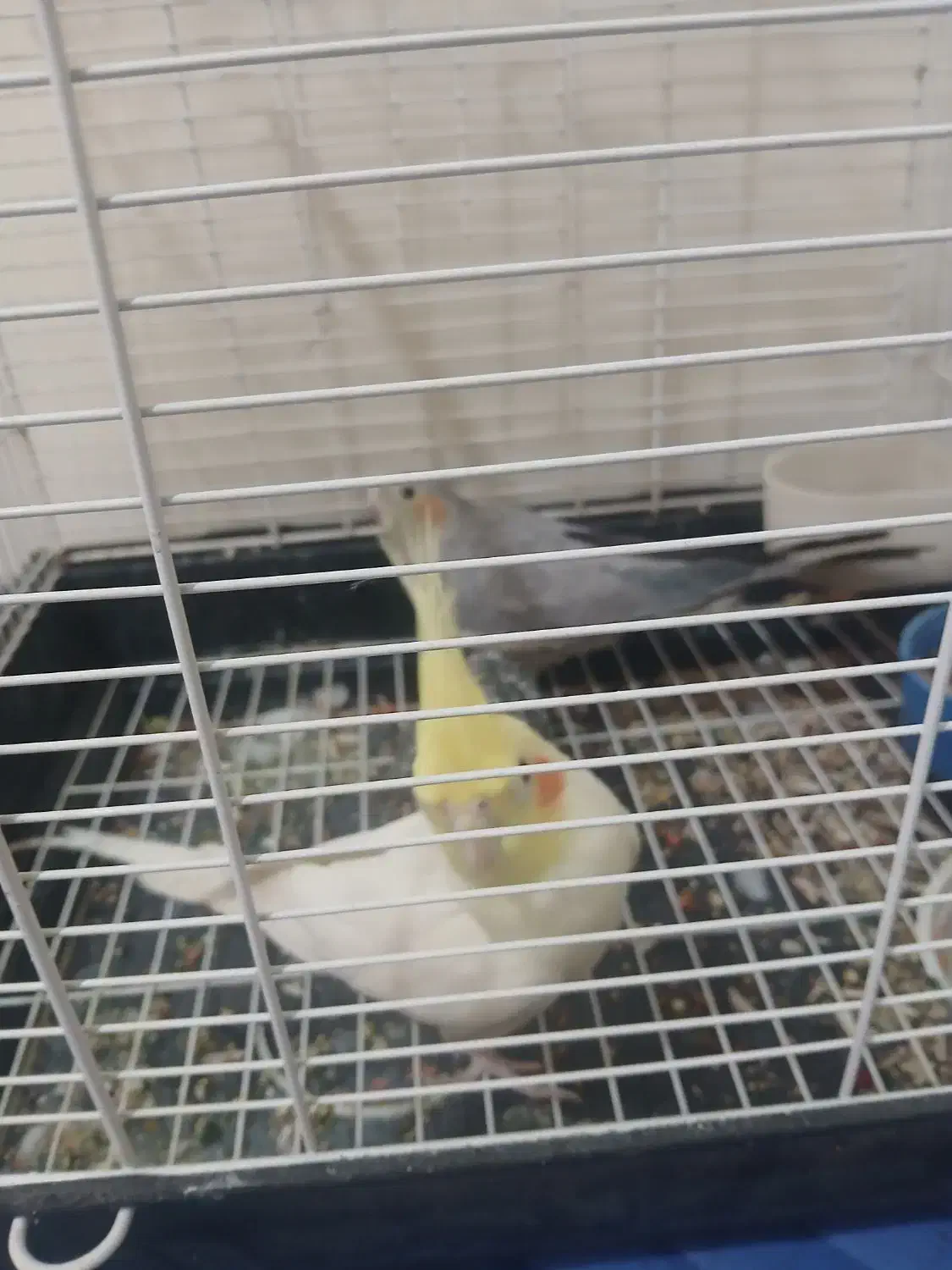 عروس هلندی|پرنده|تهران, جوادیه تهرانپارس|دیوار