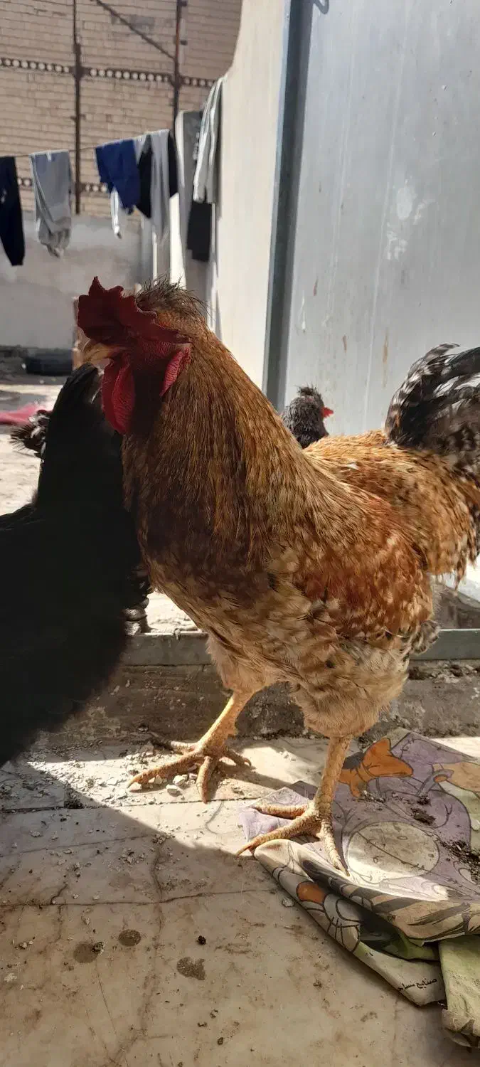 یک عدد خروس ومرغ|حیوانات مزرعه|مشهد, قائم|دیوار