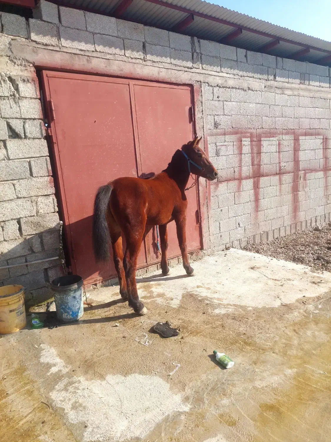 فروشی|اسب و تجهیزات اسبسواری|شاندرمن, |دیوار