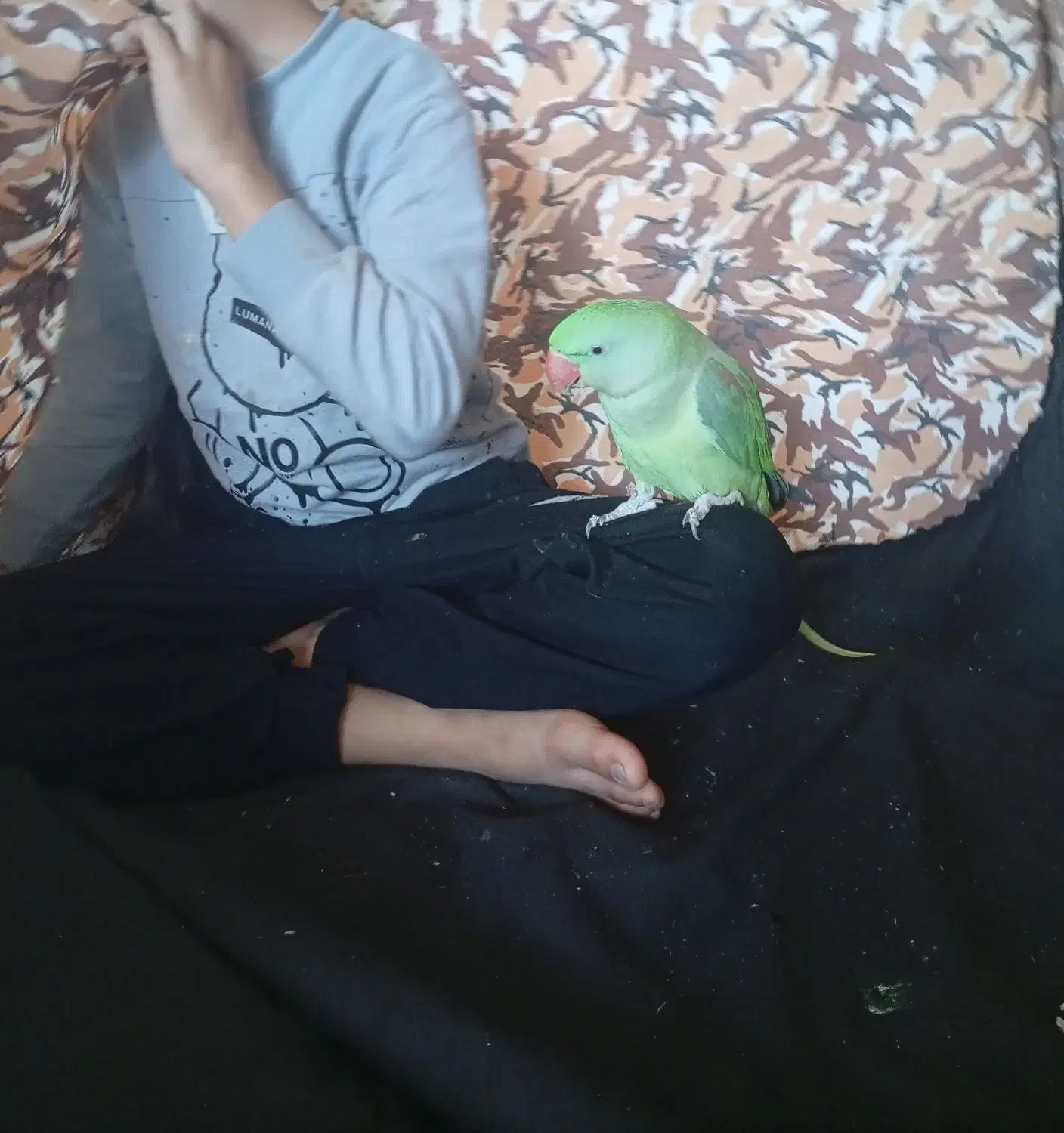 جوجه شاه طوطی دست آموز و اهلی ۳ماهه|پرنده|نقده, |دیوار