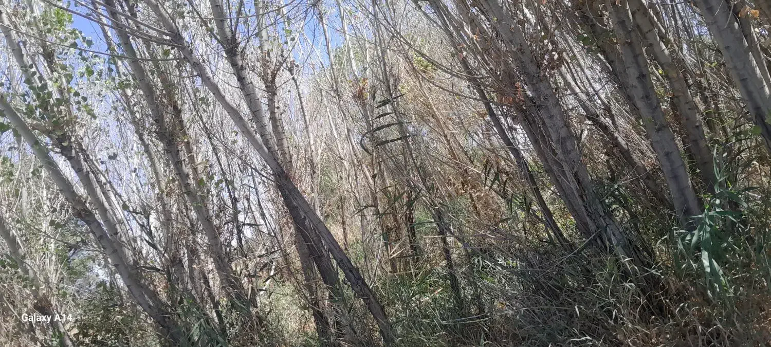 دیوار|خدمات باغبانی و درختکاری|سجاس رود, |دیوار