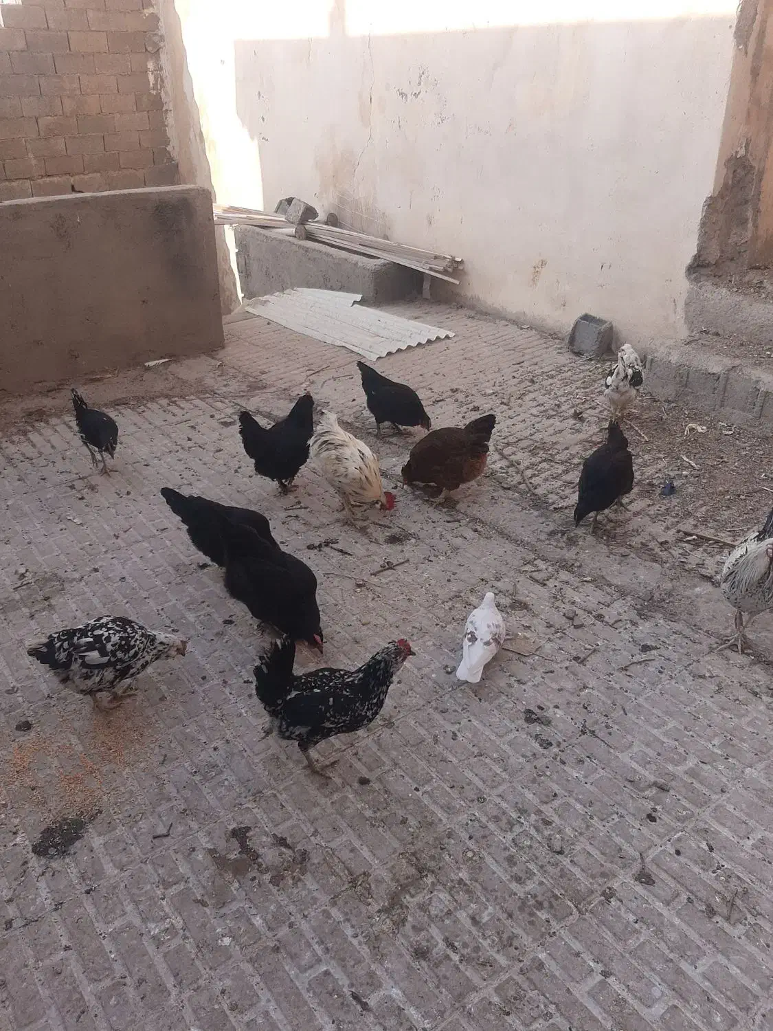 دو عدد مرغ گلپایگانی|حیوانات مزرعه|رودهن, |دیوار