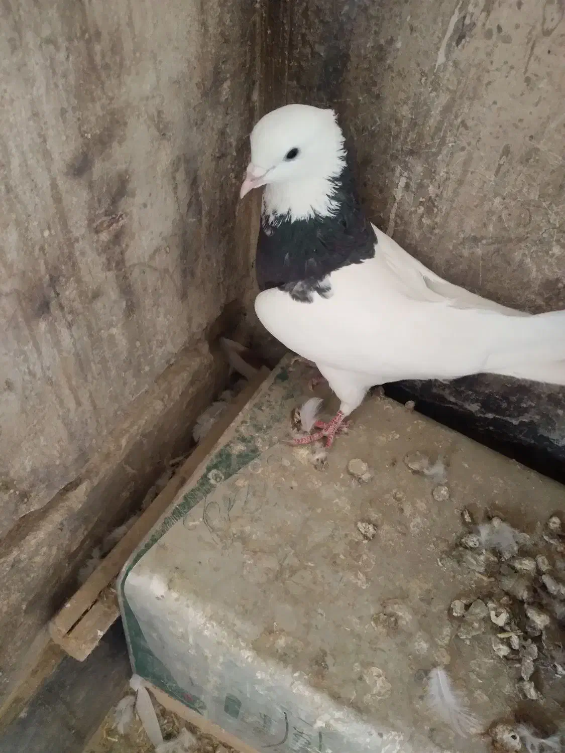 کبوتر طوقی|پرنده|سیلاخور, |دیوار