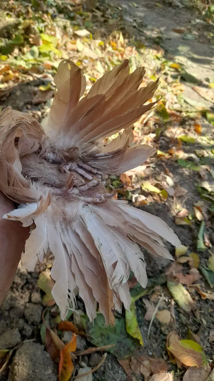 کبوتر نروماده|پرنده|اهر, |دیوار