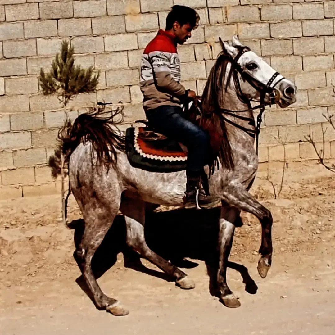 مادیون و نریون|اسب و تجهیزات اسب‌سواری|خمینی‌شهر, |دیوار